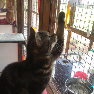 Playful Tabby at Hickstead Lodge Cattery